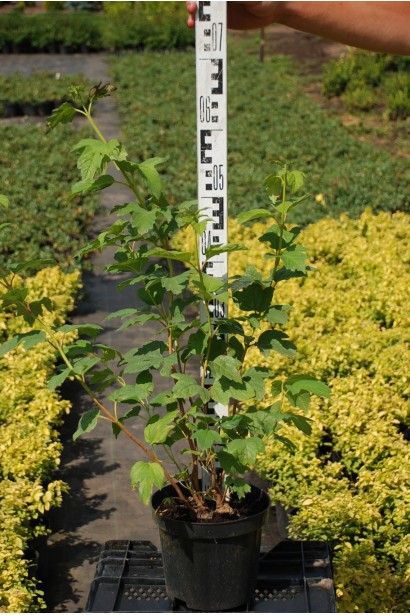 Калина обыкновенная Розеум - 3-5л/вис.60-80см/Ø30-40см